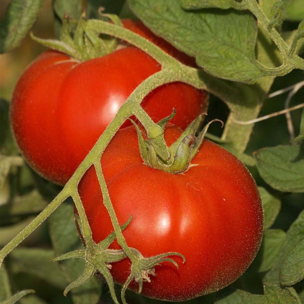 Tomate Saint-Pierre plantas jovens
