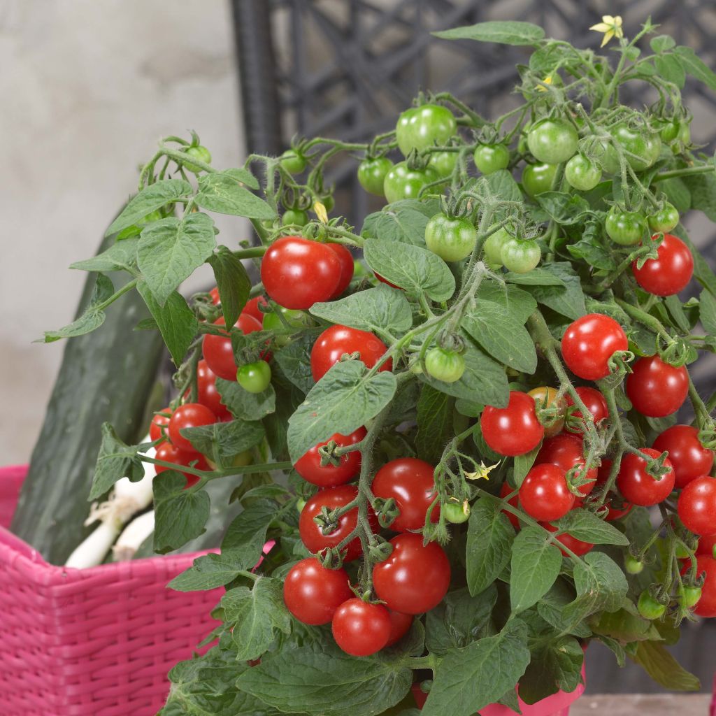 Tomate-cereja Sturdy Jo F1 plantas jovens