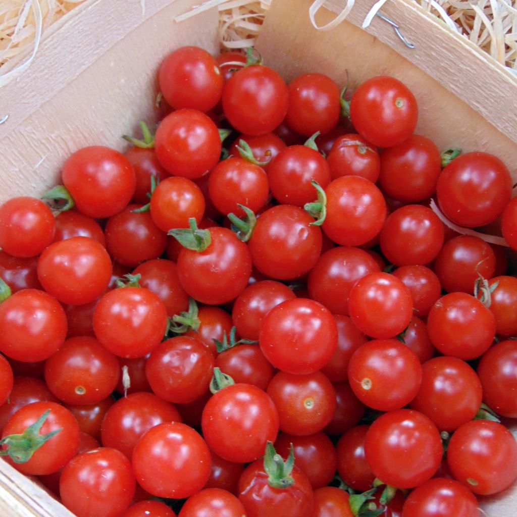 Tomate-cereja Sweetbaby F1 plantas jovens