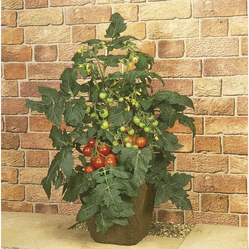 Tomate Totem F1 plantas jovens