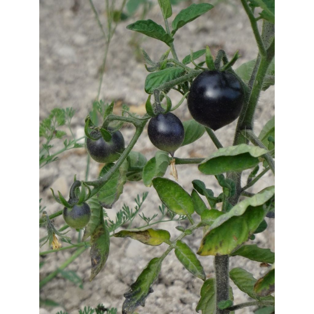 Tomate-cereja Black Cherry em plantas