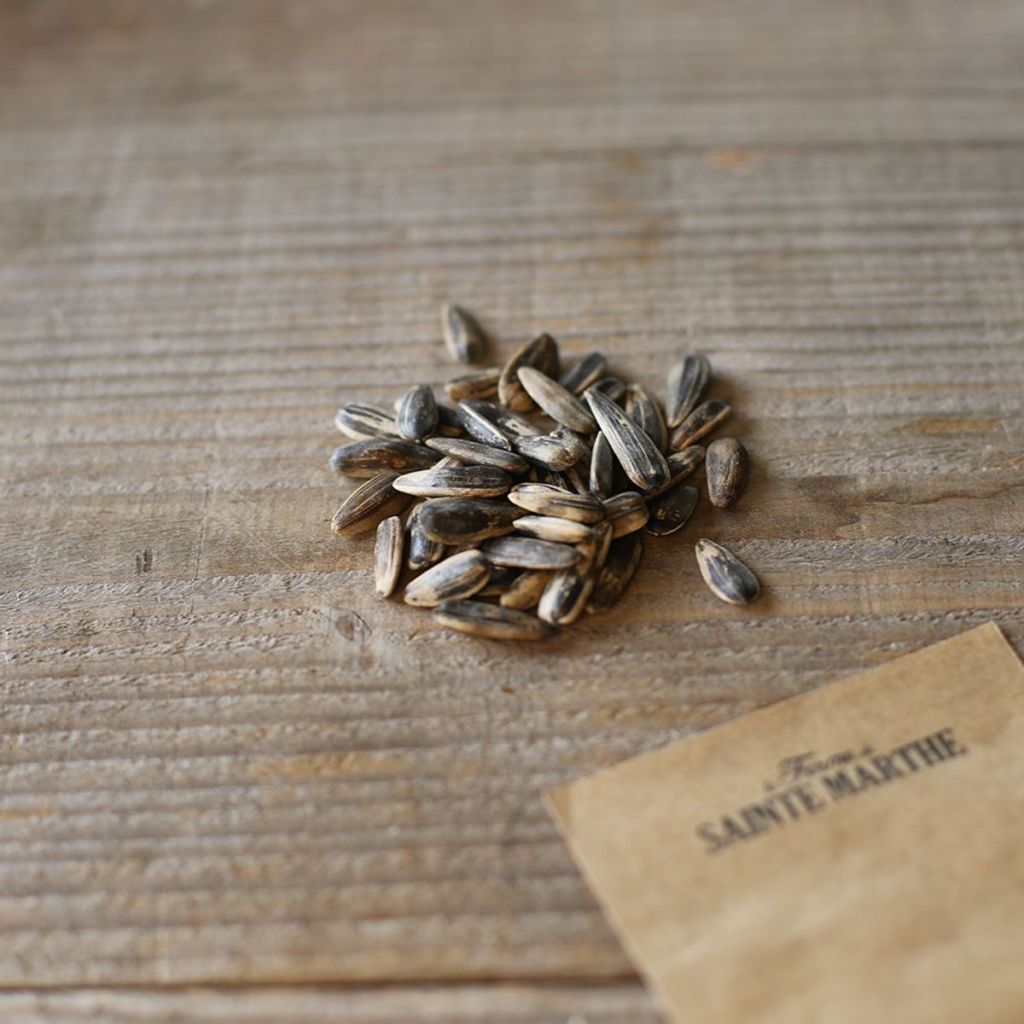 Girassol Gigante Biológicas sementes