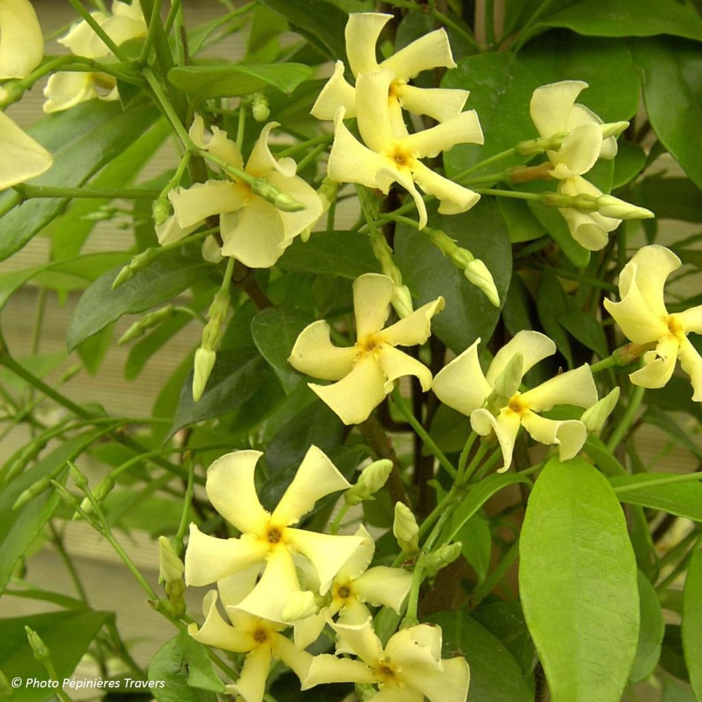 Trachelospermum asiaticum - Jasmim falso amarelo
