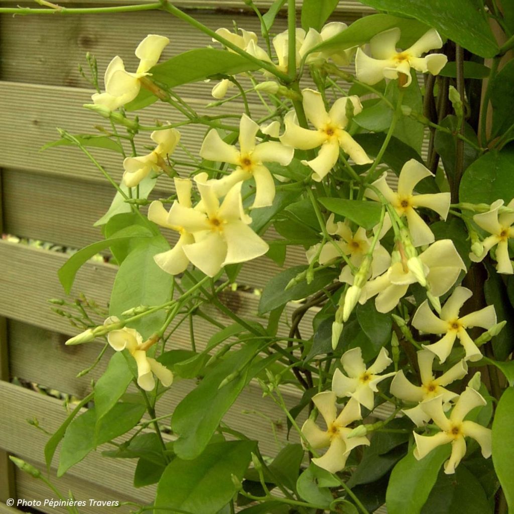 Trachelospermum asiaticum - Jasmim falso amarelo