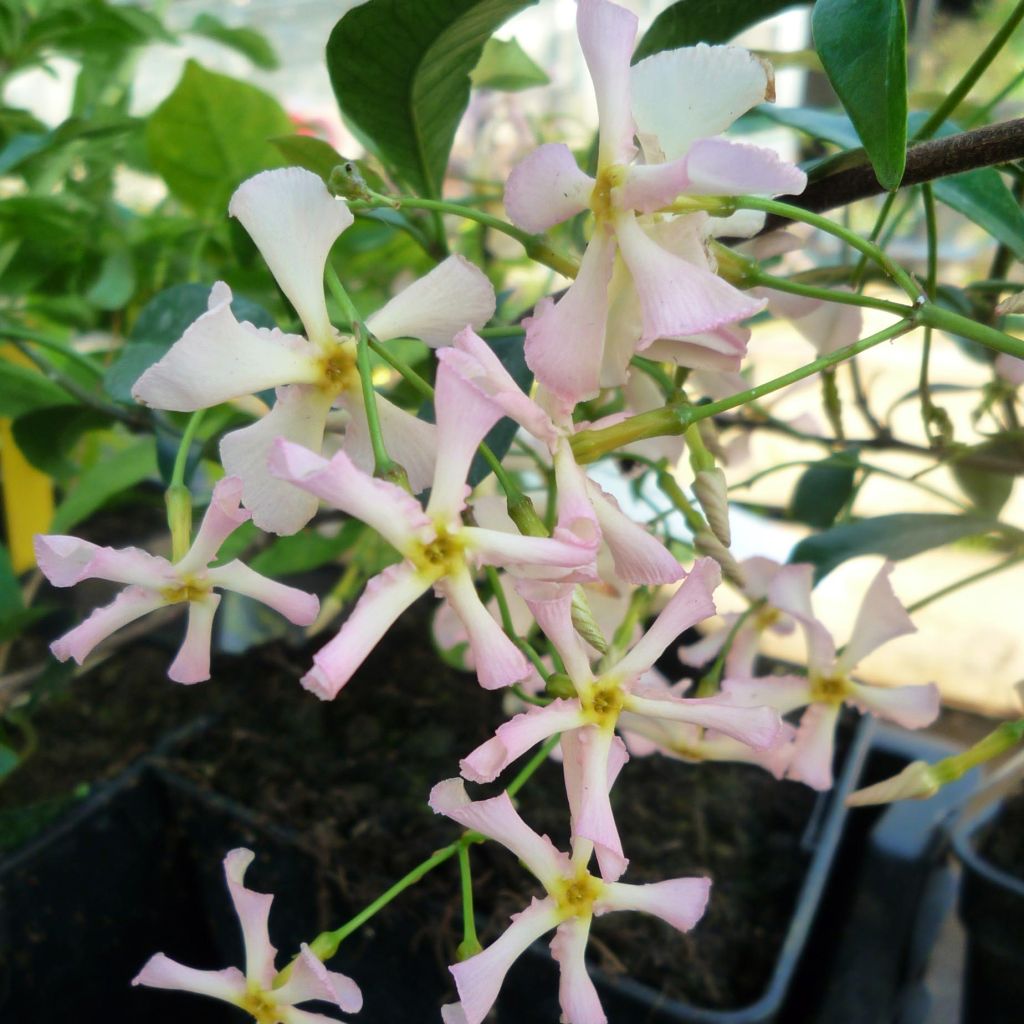 Trachelospermum asiaticum Pink Showers - Jasmim falso amarelo