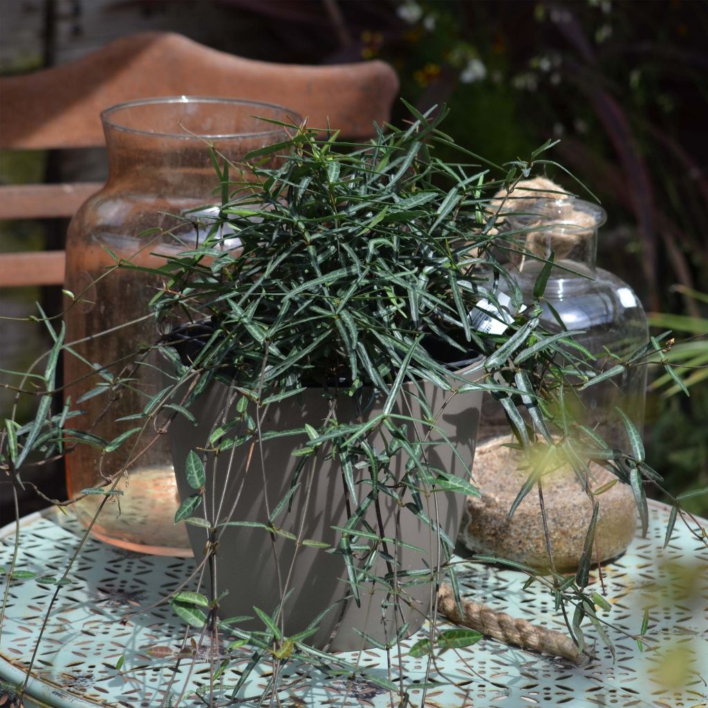 Trachelospermum asiaticum Theta - Jasmim falso amarelo