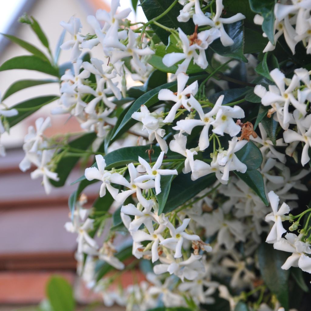 Trachelospermum jasminoides - Jasmim de leite