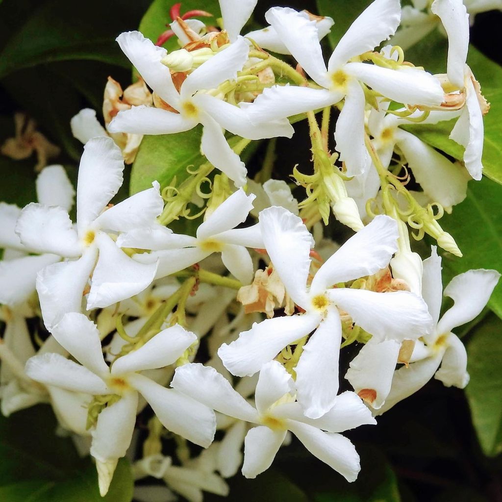 Trachelospermum jasminoïdes Star Of Venice - Jasmim de leite