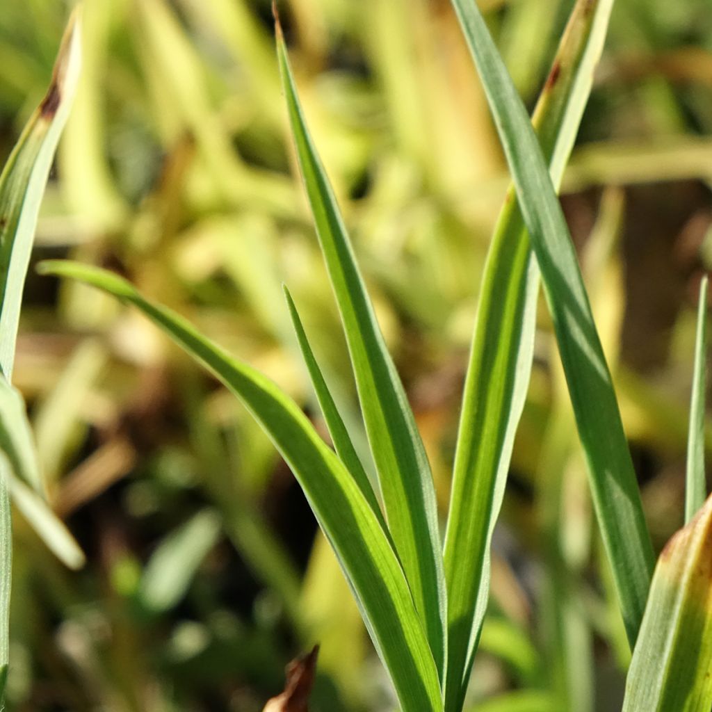 Tradescantia andersoniana Domaine de Courson