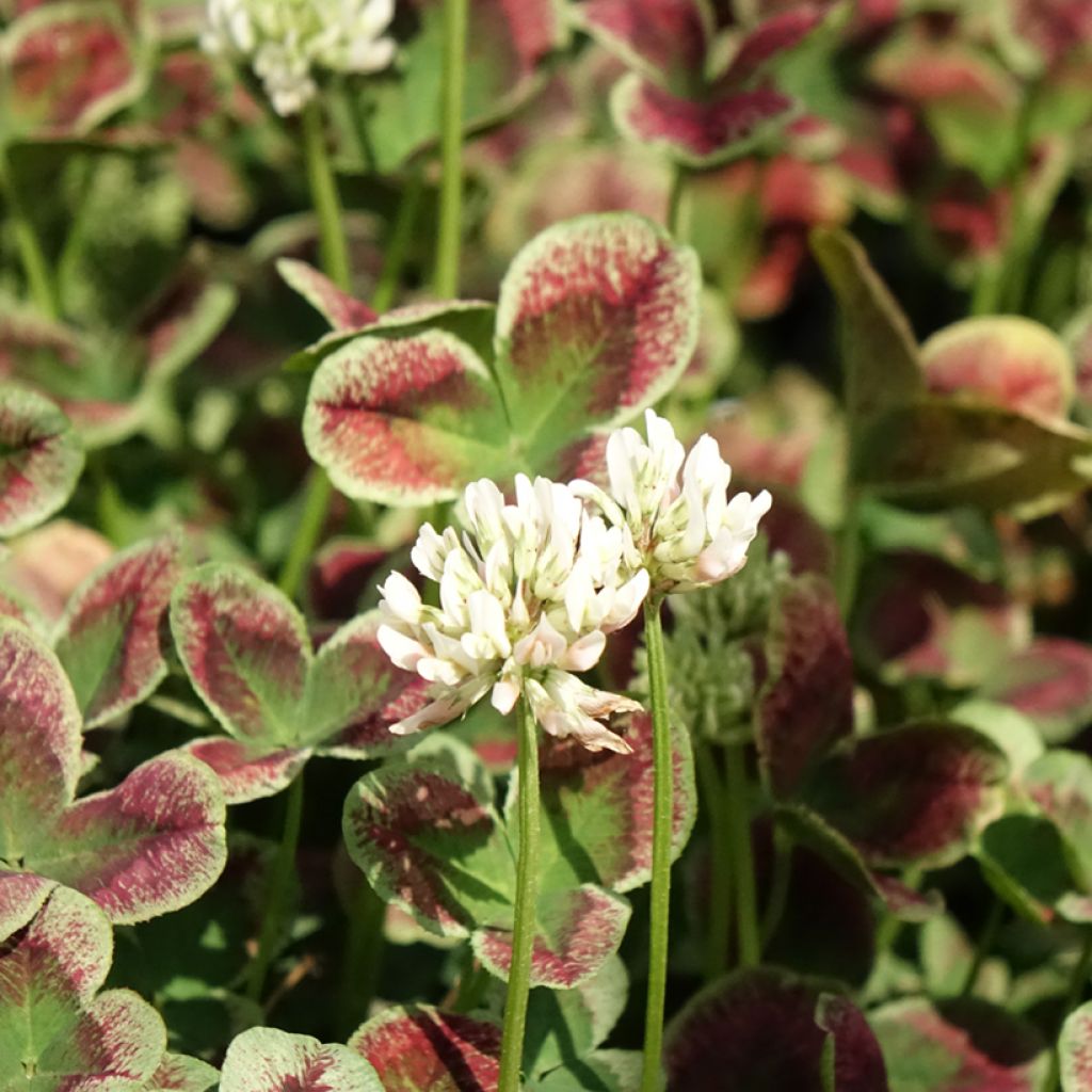Trifolium repens Estelle