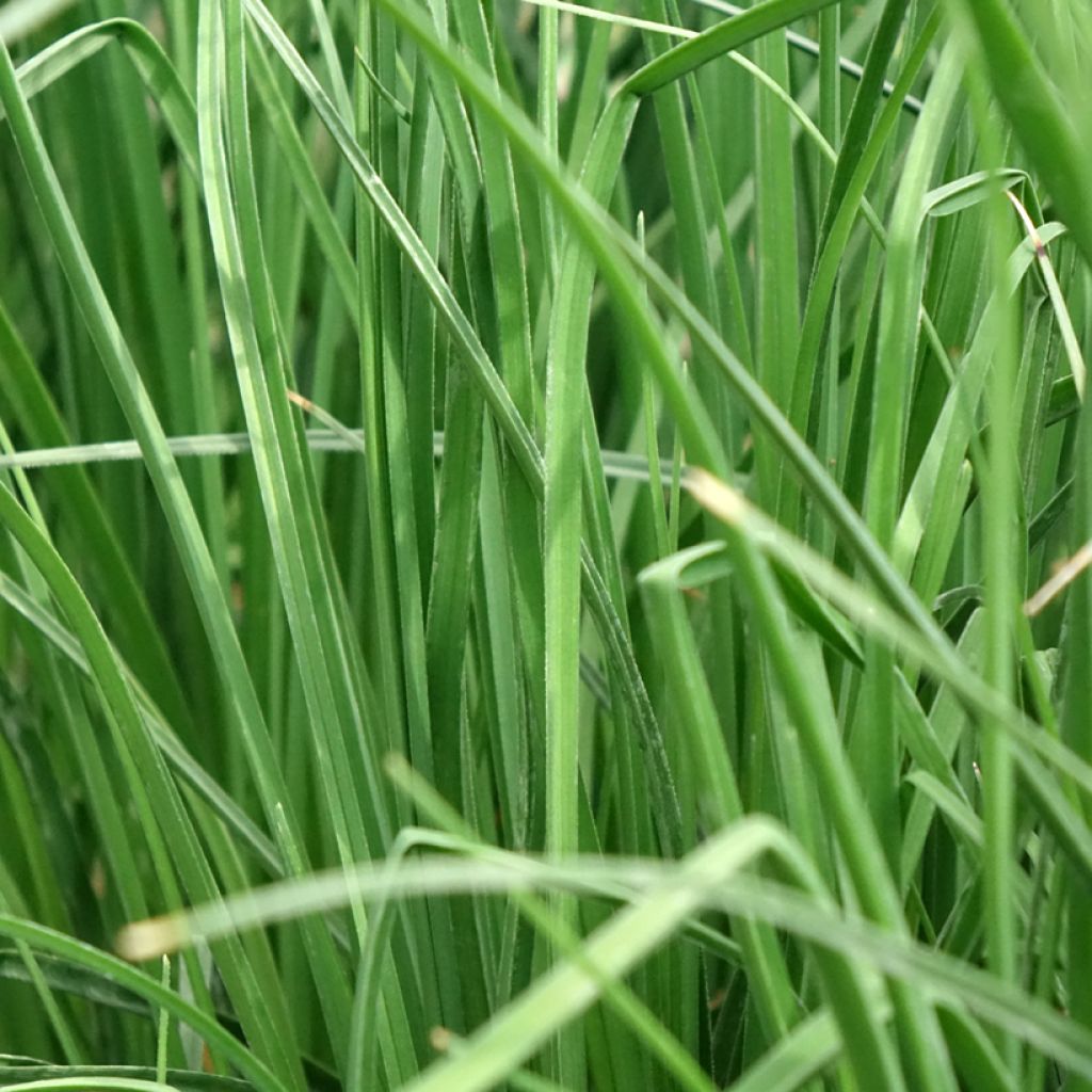 Kniphofia Papaya Popsicle