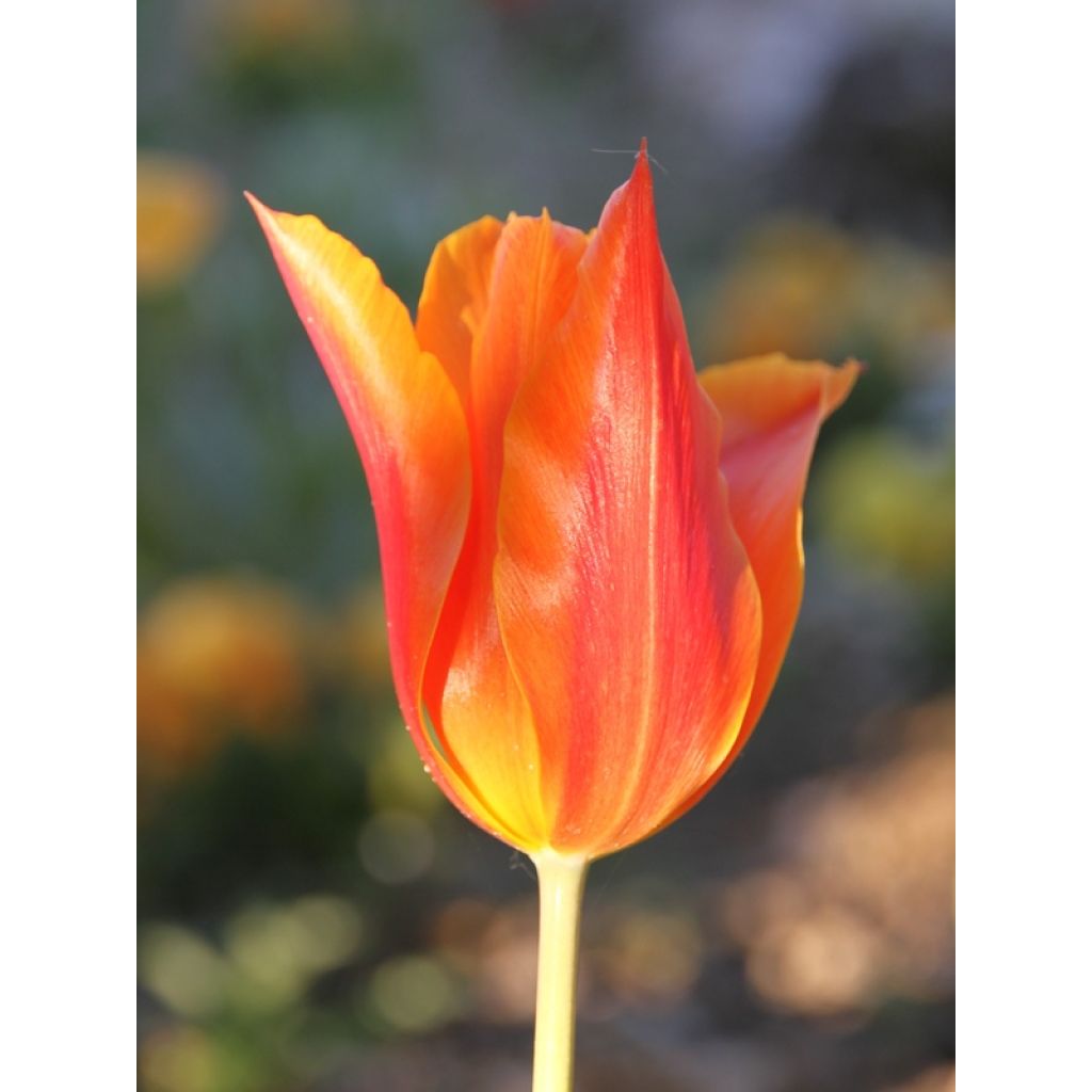 Tulipa Lírio Ballerina