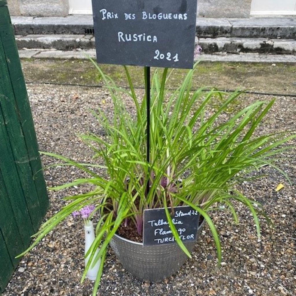 Alho-social Flamingo - Tulbaghia violacea
