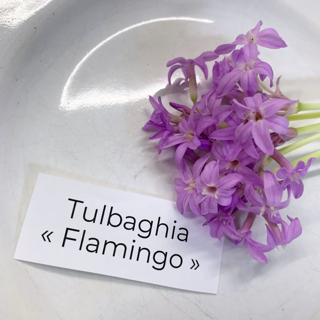 Alho-social Flamingo - Tulbaghia violacea