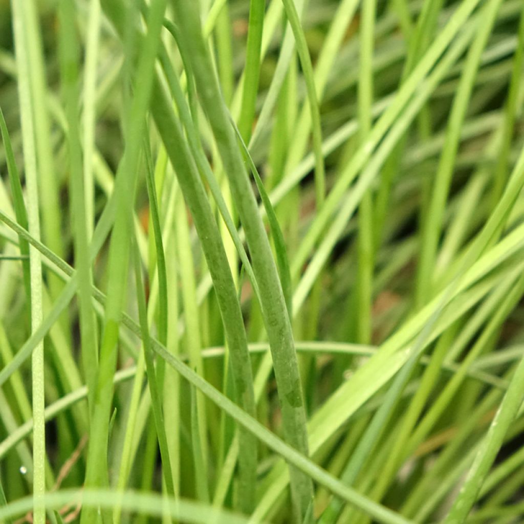 Alho-social Purple Eye - Tulbaghia violacea