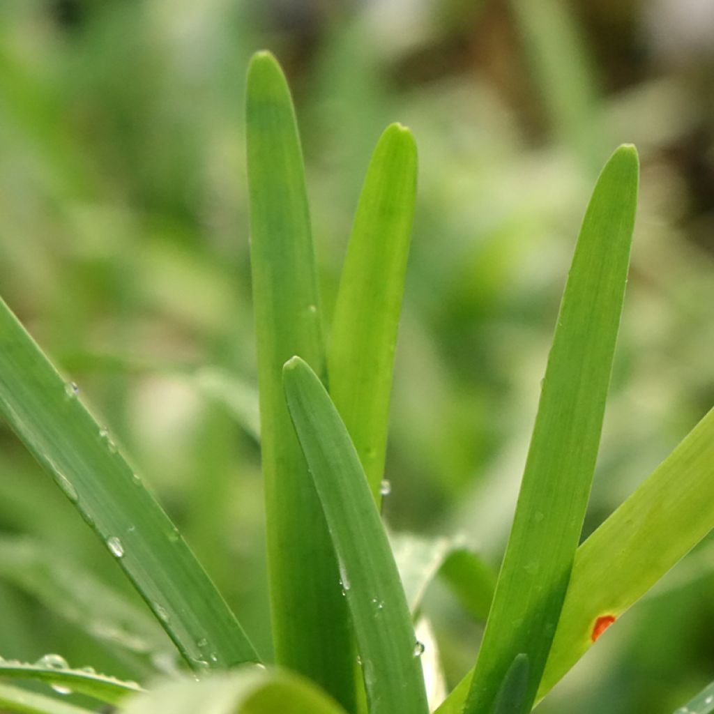 Alho-social Savannah Lightning - Tulbaghia violacea