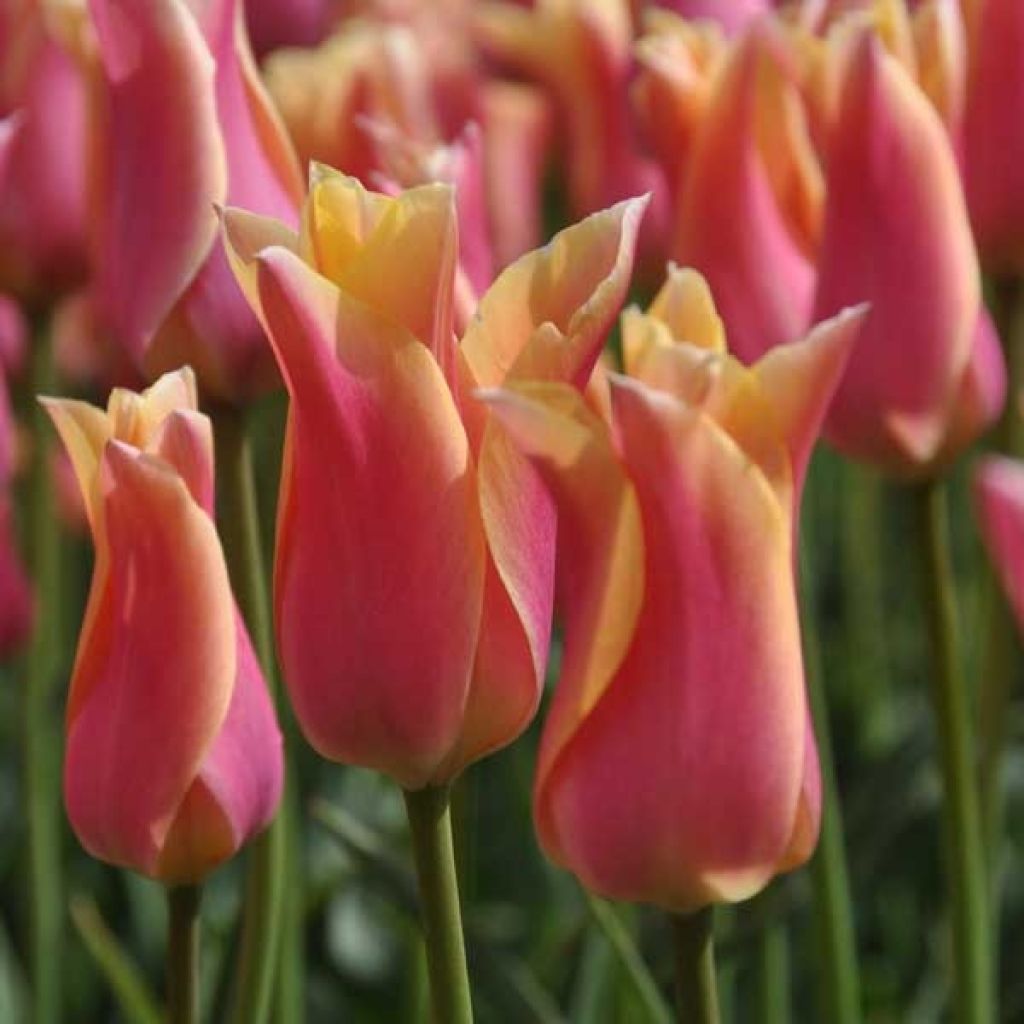 Tulipa Lírio Marianne