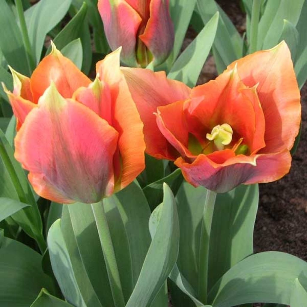 Tulipa viridiflora Artist