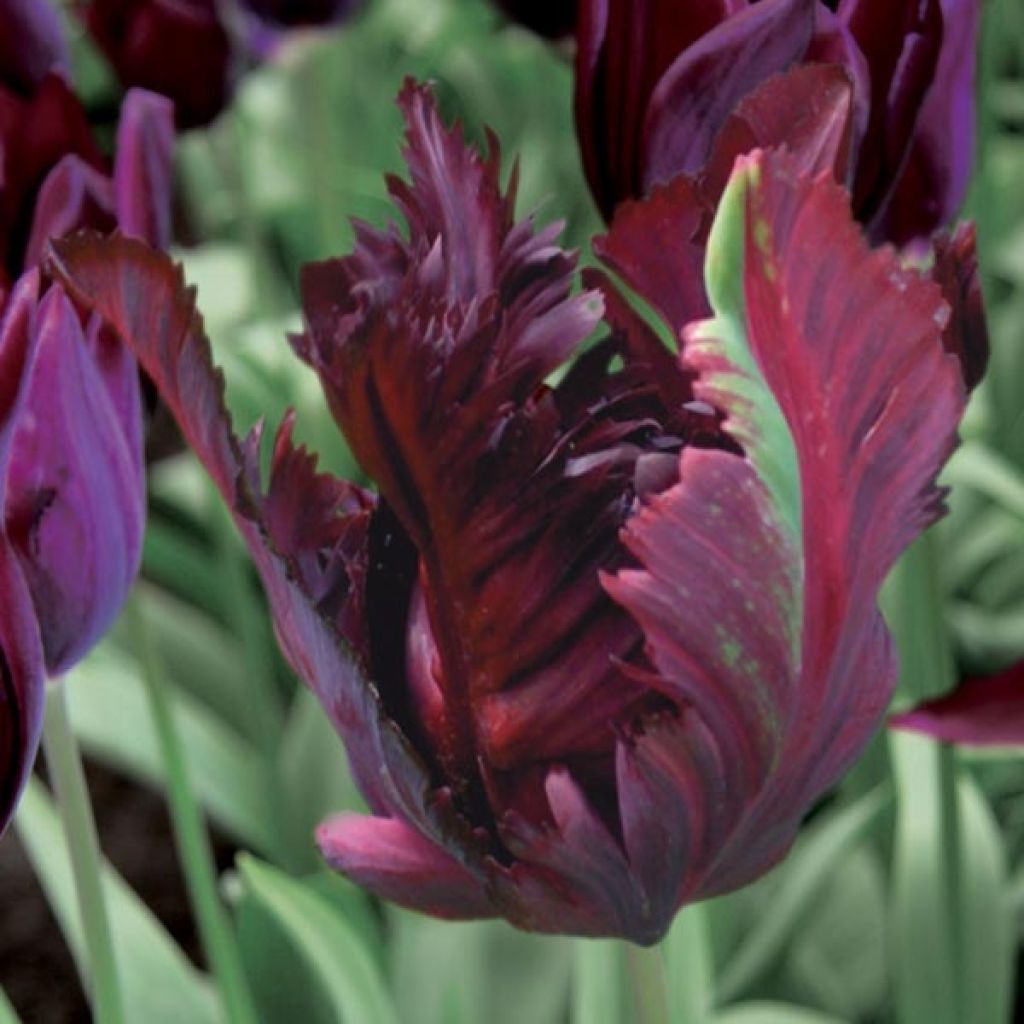 Tulipa Papagaio Black Parrot