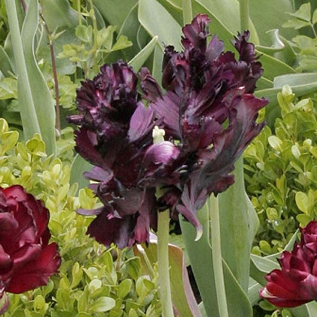 Tulipa Papagaio Black Parrot