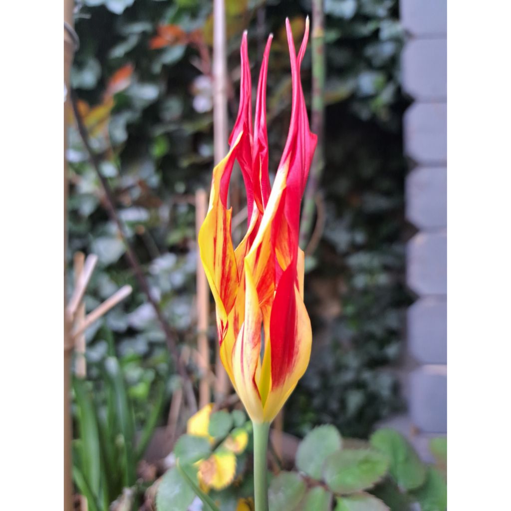 Tulipa acuminata
