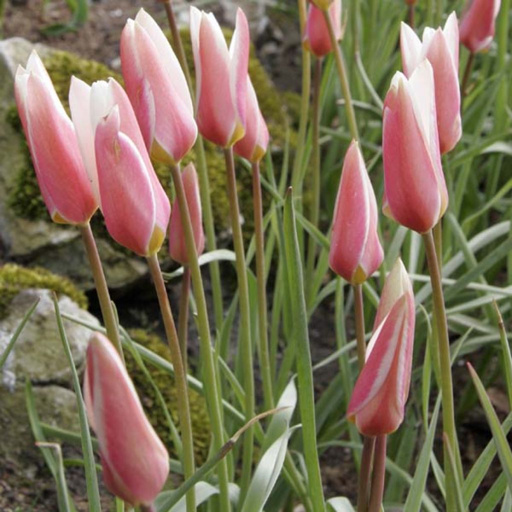 Tulipa clusiana Lady Jane