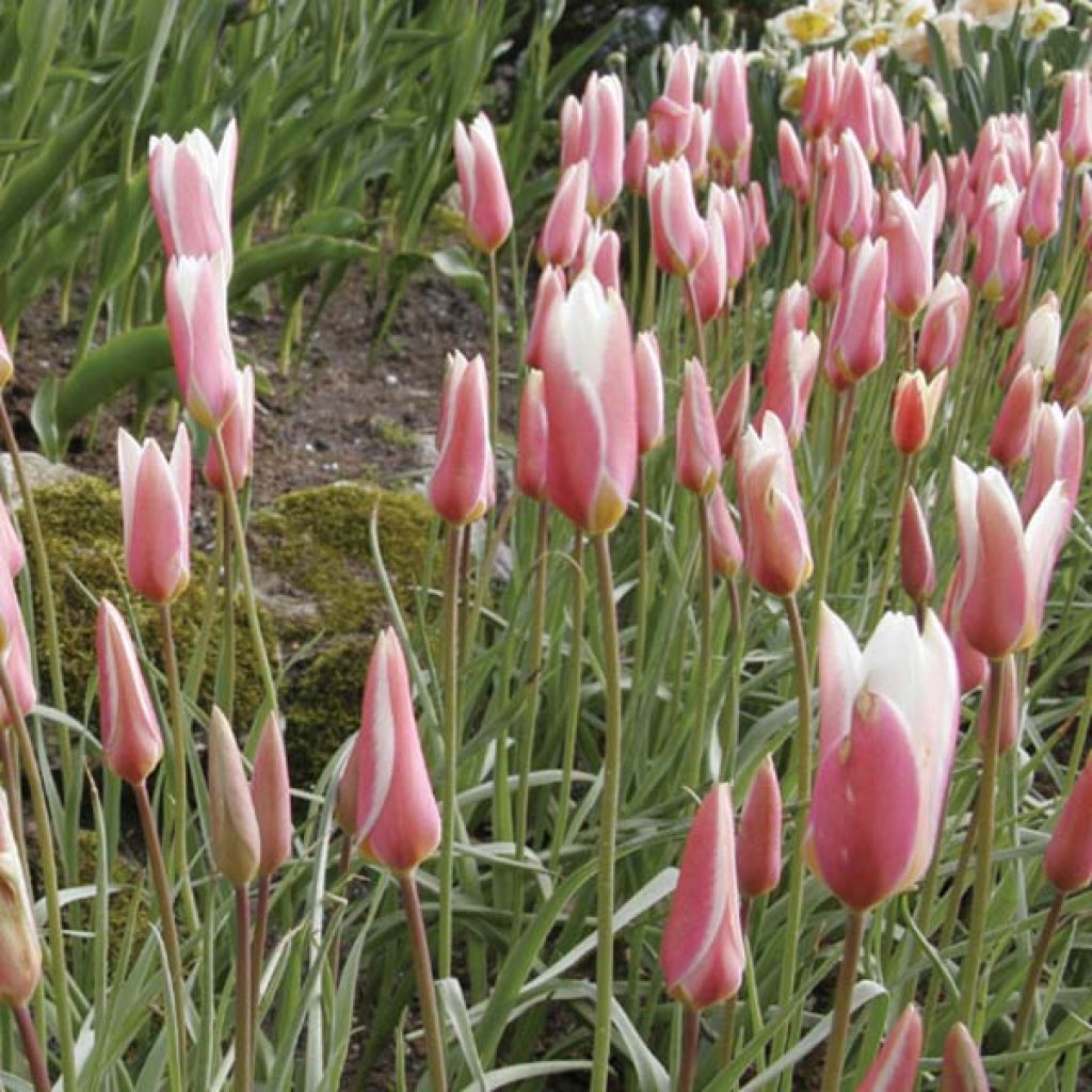 Tulipa clusiana Lady Jane