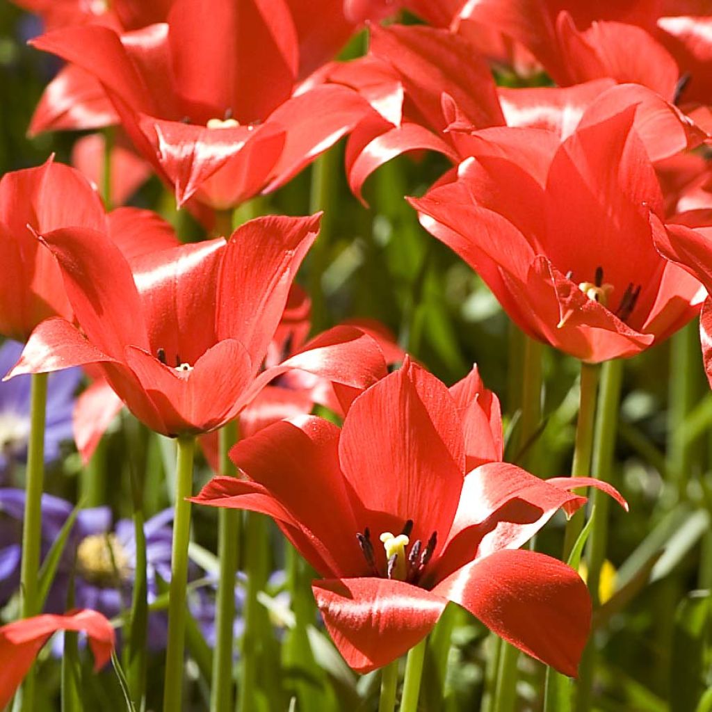 Tulipa linifolia