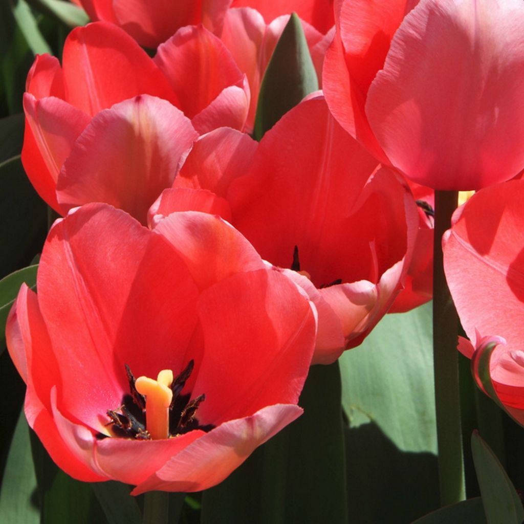 Tulipa praestans Unicum®