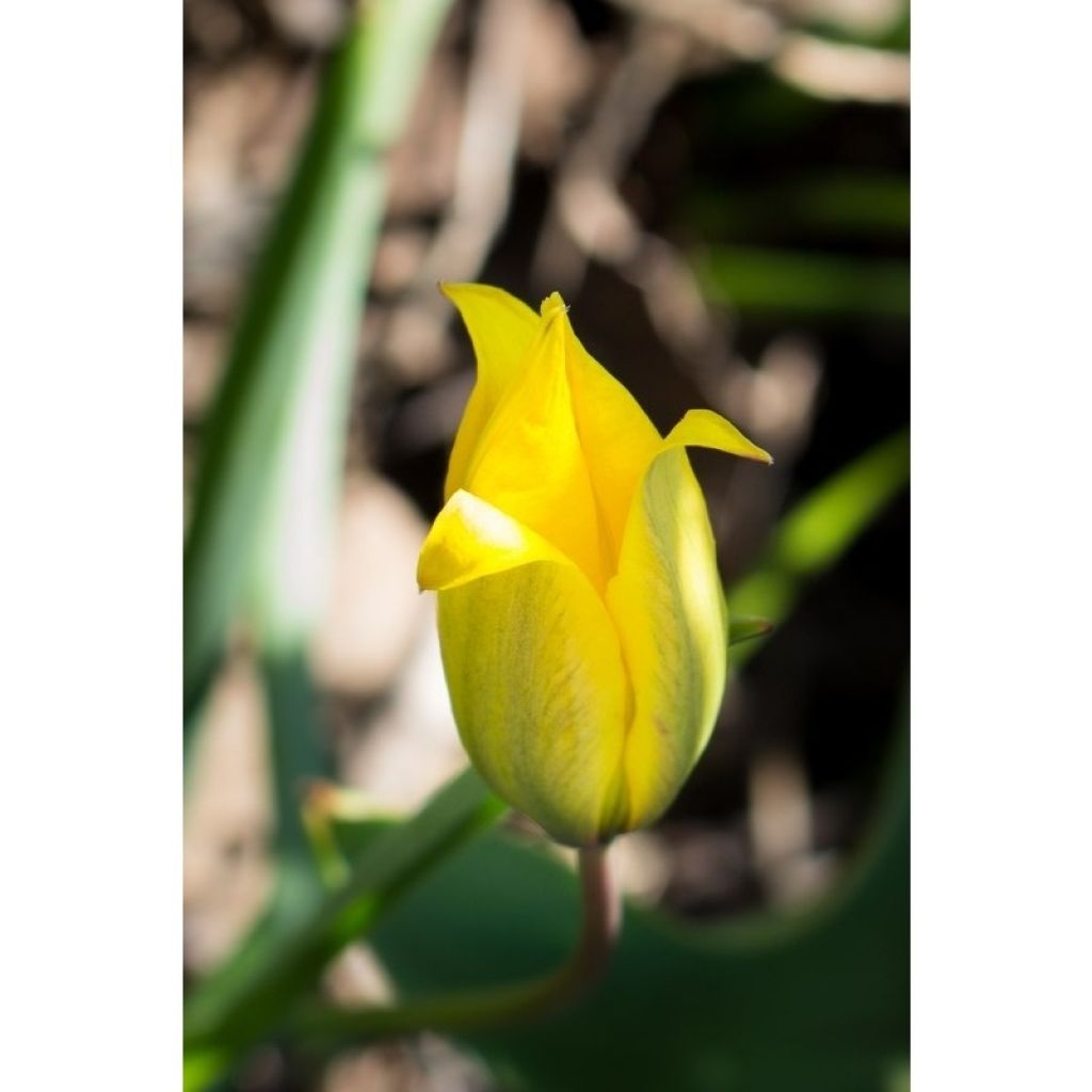 Tulipa sylvestris