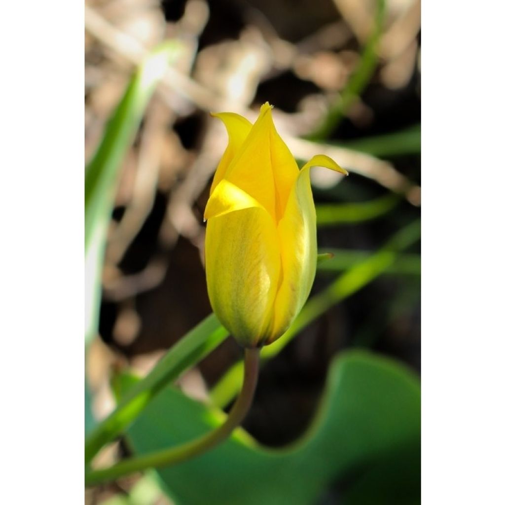 Tulipa sylvestris