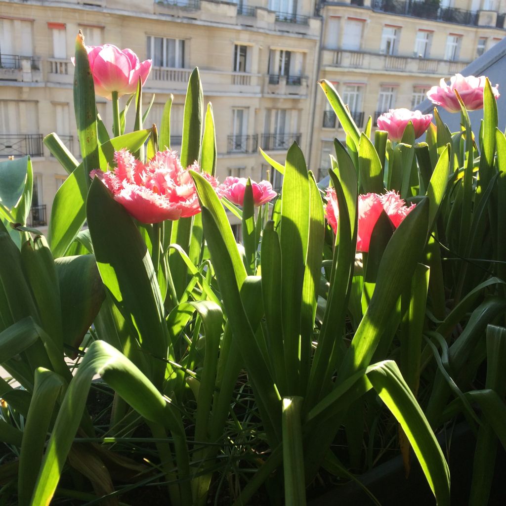 Tulipa com franja Queensland