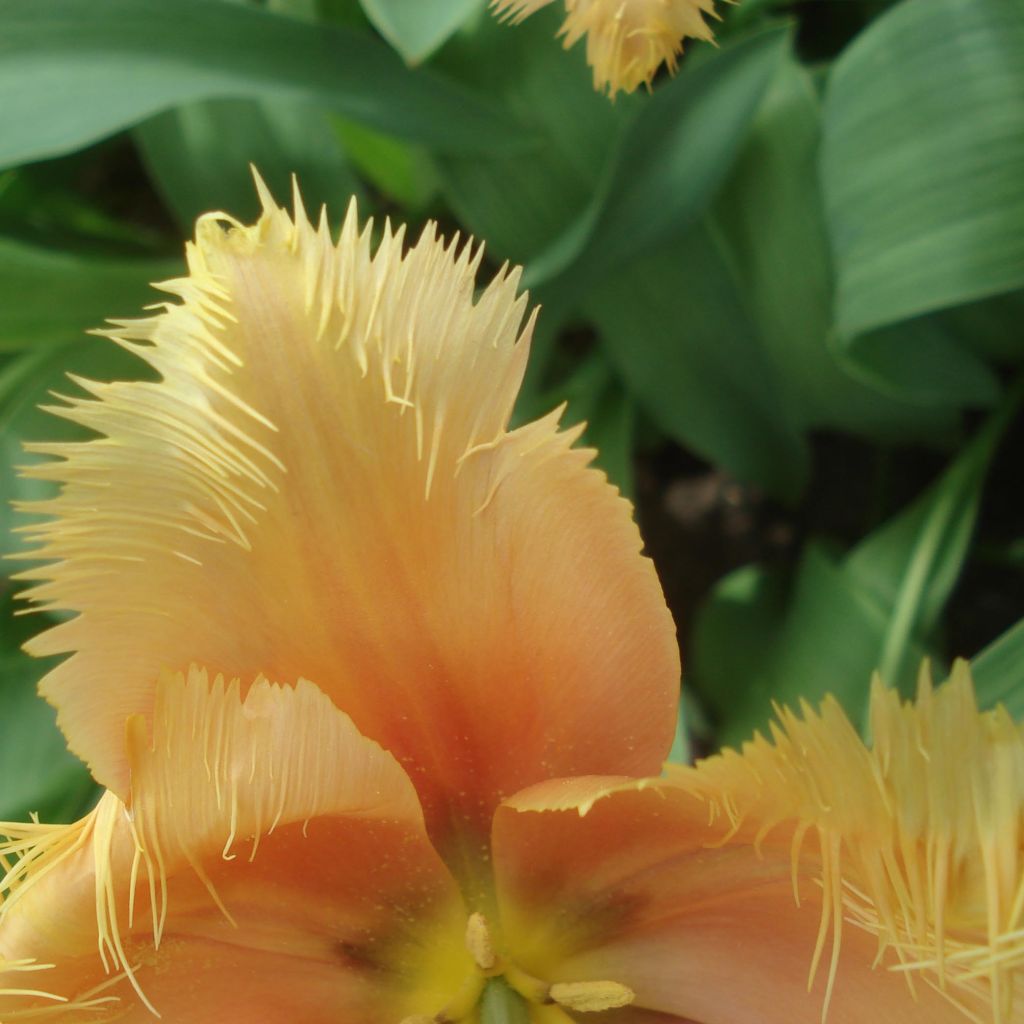 Tulipa com franja Lambada