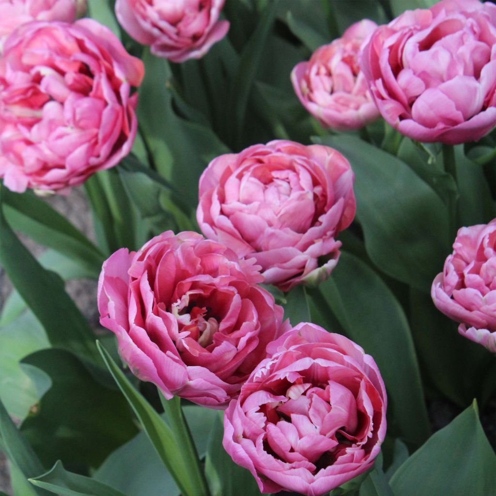 Tulipa Dobrada precoce Amazing Grace