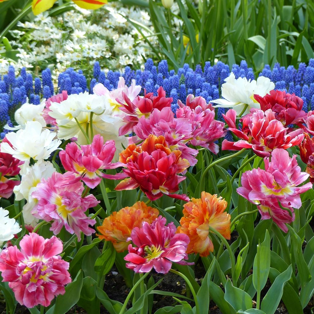 Tulipa Dobrada precoce Mix