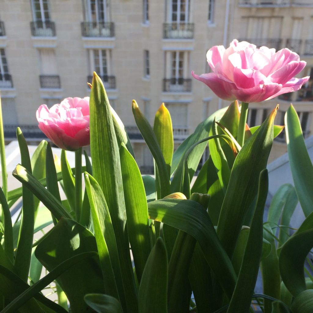 Tulipa Dobrada precoce Sweet Amy