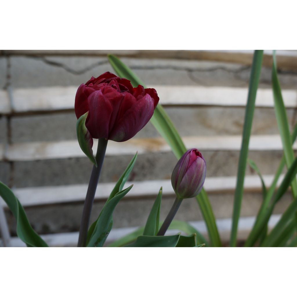Tulipa Dobrada tardia Black Héro