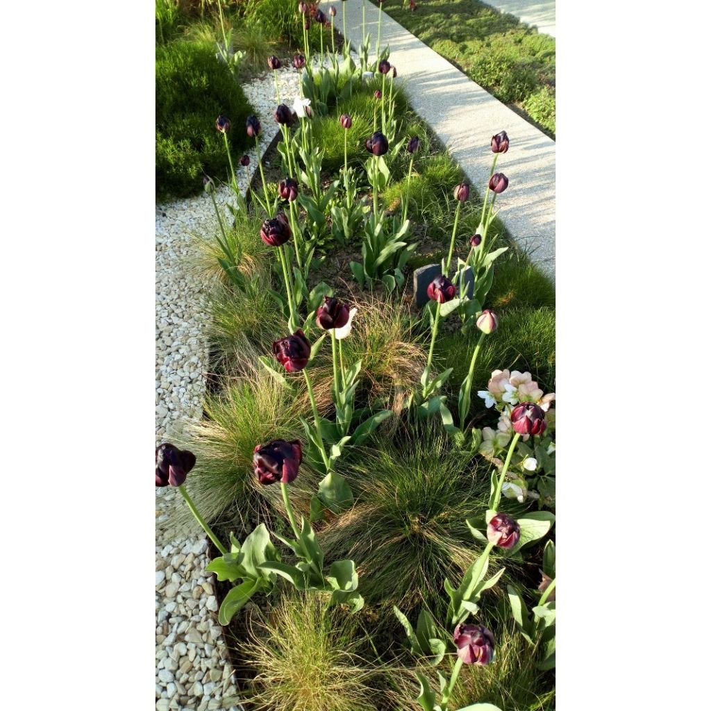 Tulipa Dobrada tardia Black Héro
