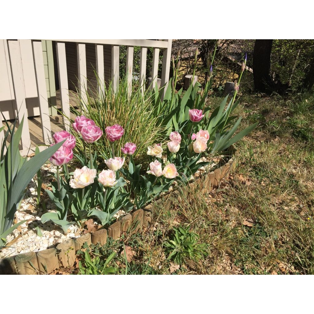 Tulipa Dobrada tardia You