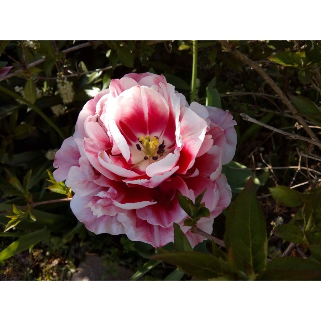 Tulipa Dobrada tardia Gerbrandt Kieft