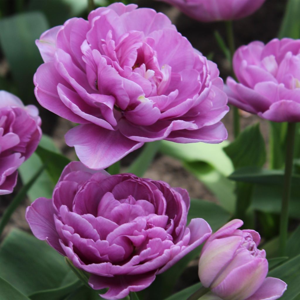 Tulipa Dobrada tardia Lilac Perfection