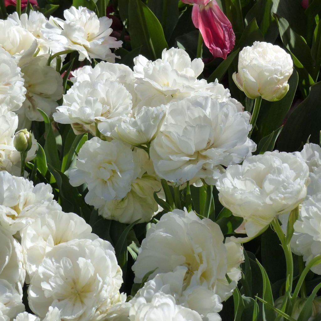 Tulipa Dobrada tardia Nirvana