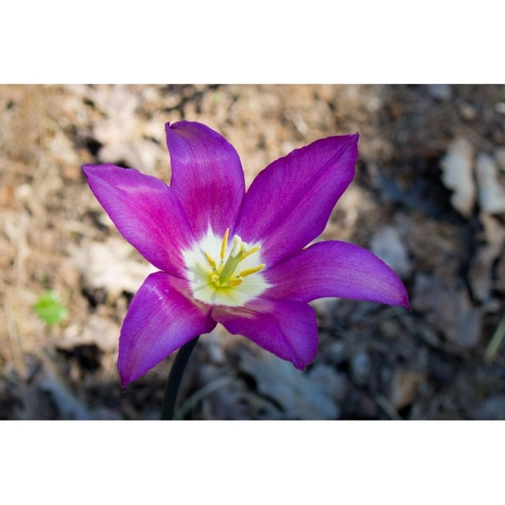 Tulipa Lírio Burgundy