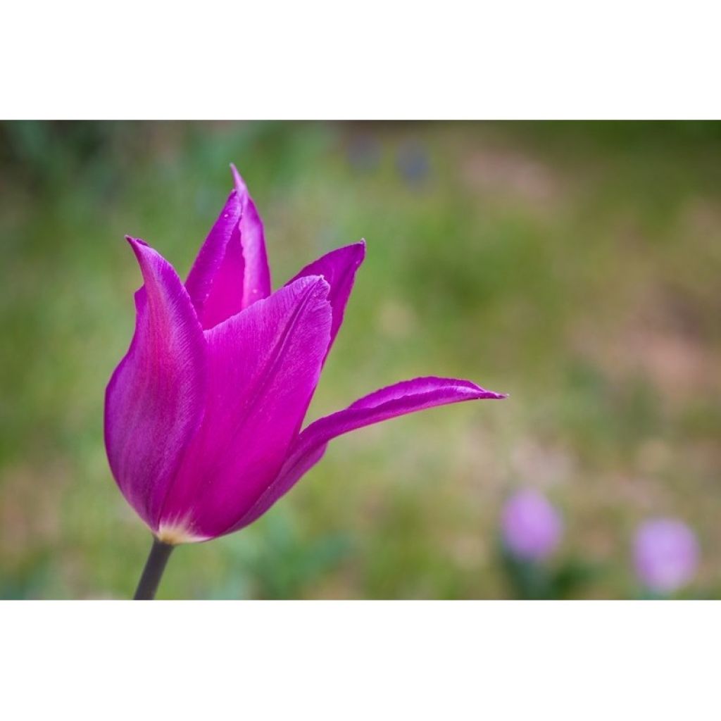Tulipa Lírio Burgundy