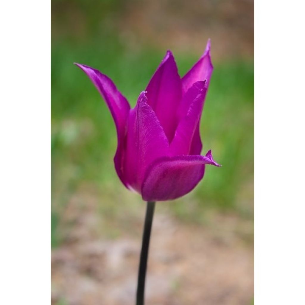 Tulipa Lírio Burgundy