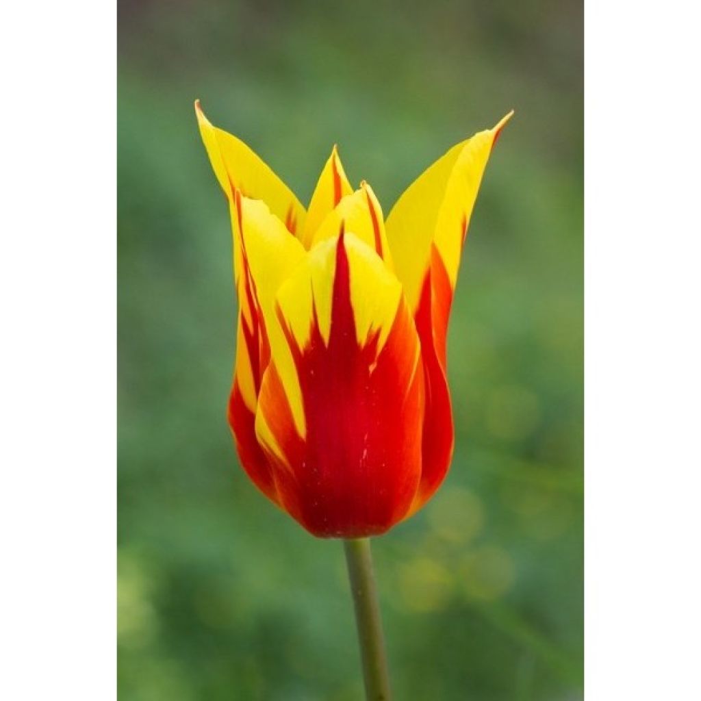 Tulipa Lírio Fire Wings