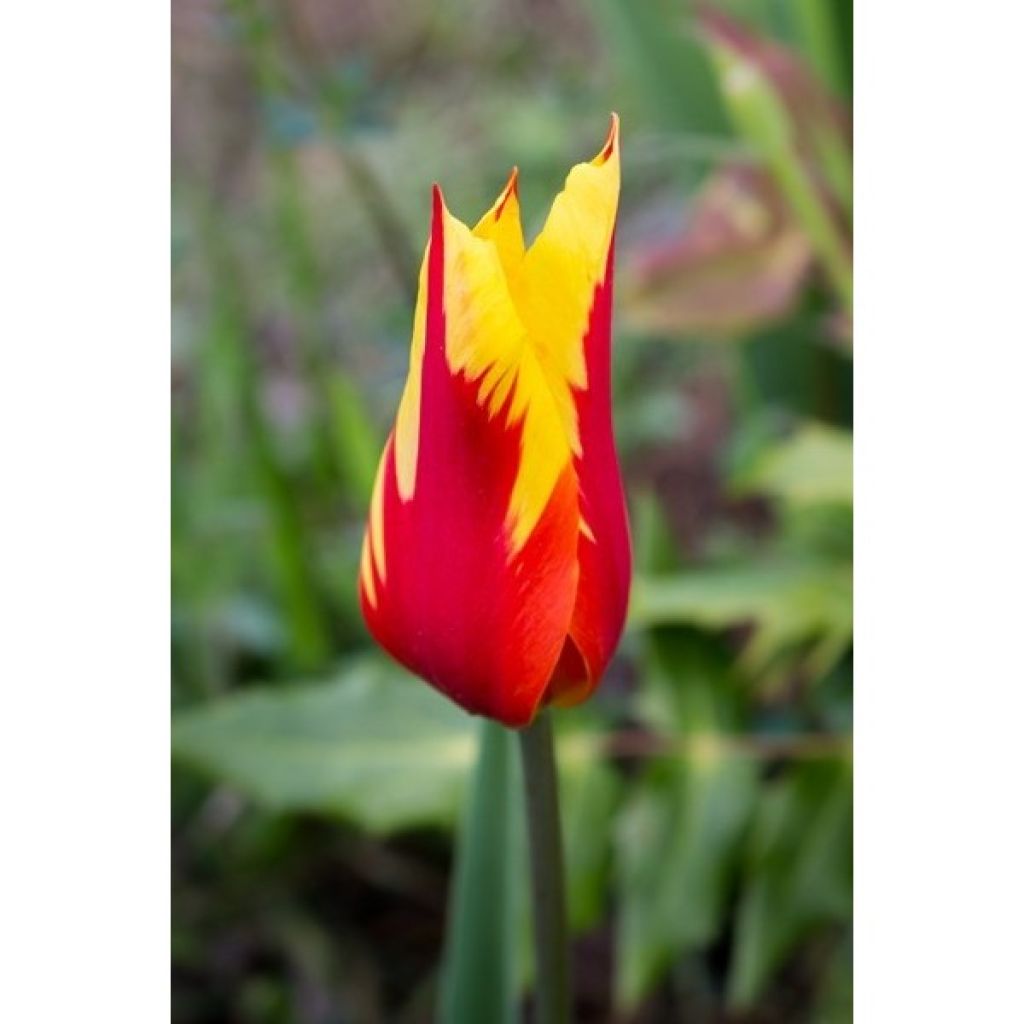 Tulipa Lírio Fire Wings