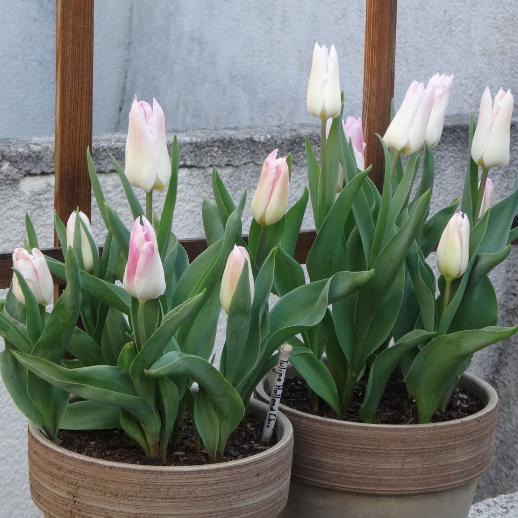 Tulipa Lírio Holland Chic