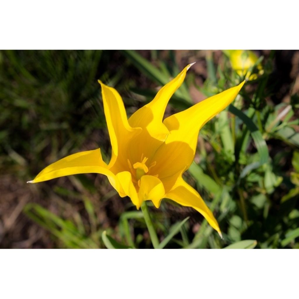 Tulipa Lírio West Point