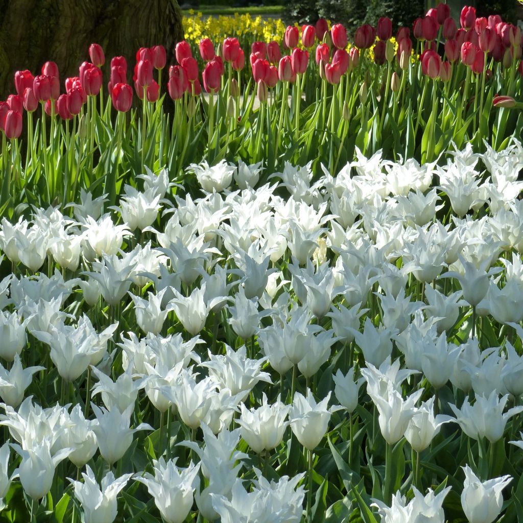 Tulipa Lírio Très Chic